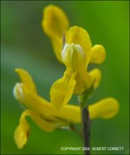 Corydalis curvisiliqua (Native) 2   (click for a larger preview)