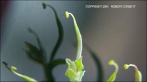 Corydalis curvisiliqua (Native) 3   (click for a larger preview)