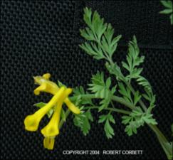 Corydalis curvisiliqua (Native) 4   (click for a larger preview)