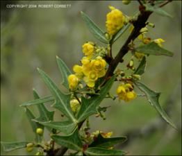 Mahonia trifoliolata (Native) 7   (click for a larger preview)