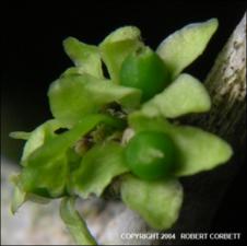 Schaefferia cuneifolia (Native)   (click for a larger preview)