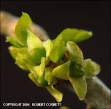 Schaefferia cuneifolia (Native) 3   (click for a larger preview)