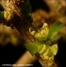 Schaefferia cuneifolia (Native) 4   (click for a larger preview)