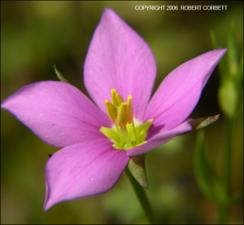 Sabatia campestris (Native)   (click for a larger preview)