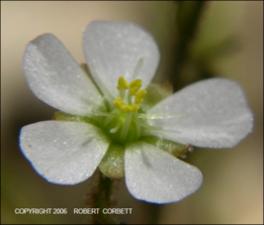 Drosera brevifolia (Native)   (click for a larger preview)