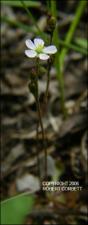 Drosera brevifolia (Native) 2   (click for a larger preview)