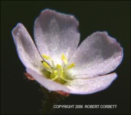 Drosera brevifolia (Native) 3   (click for a larger preview)