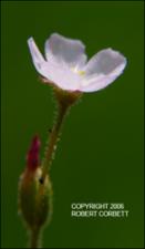 Drosera brevifolia (Native) 4   (click for a larger preview)
