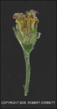 Gutierrezia texana (Native)   (click for a larger preview)