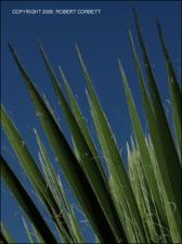 Yucca constricta (Native) 3   (click for a larger preview)