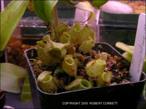 Nepenthes ampullaria (Cultivated) 2   (click for a larger preview)