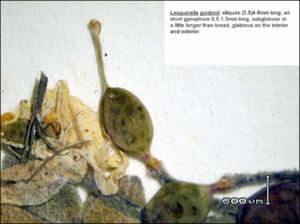 Lesquerella gordonii (Native) 2   (click for a larger preview)