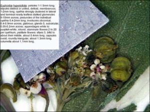 Euphorbia hypericifolia (Native)   (click for a larger preview)
