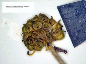 Ranunculus alismaefolius (Native)   (click for a larger preview)