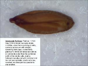 Valerianella florifera (Native) 2   (click for a larger preview)