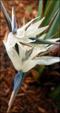 Strelitzia nicolai (Cultivated)   (click for a larger preview)
