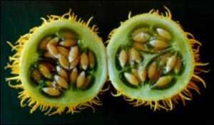 Cucumis zeyheri (Cultivated)   (click for a larger preview)
