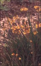 Bulbine candescens (Cultivated)   (click for a larger preview)
