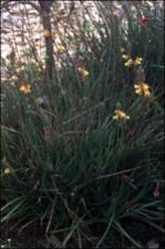 Bulbine candescens (Cultivated) 2   (click for a larger preview)