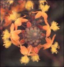Bulbine candescens (Cultivated) 3   (click for a larger preview)