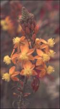 Bulbine candescens (Cultivated) 4   (click for a larger preview)