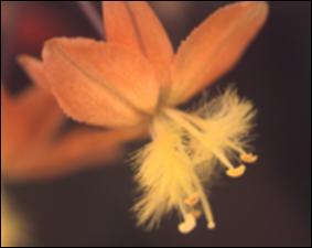 Bulbine candescens (Cultivated) 5   (click for a larger preview)