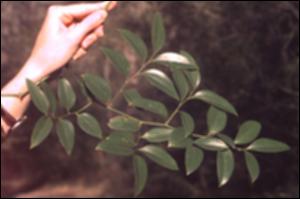 Smilax smallii  (Native)   (click for a larger preview)