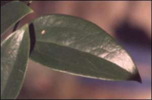 Smilax smallii  (Native) 2   (click for a larger preview)