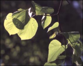 Tilia americana var. caroliniana (Native)   (click for a larger preview)