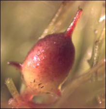 Ceratophyllum demersum (Native) 4   (click for a larger preview)