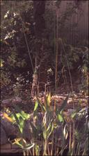 Thalia dealbata (Cultivated)   (click for a larger preview)