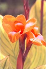 Canna indica (Cultivated) 2   (click for a larger preview)