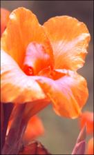Canna indica (Cultivated) 3   (click for a larger preview)