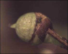 Utricularia radiata (Native) 2   (click for a larger preview)