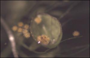 Utricularia radiata (Native) 3   (click for a larger preview)