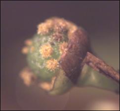 Utricularia radiata (Native) 4   (click for a larger preview)