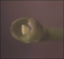 Utricularia radiata (Native) 5   (click for a larger preview)