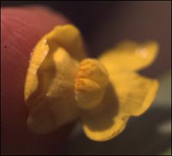 Utricularia radiata (Native) 6   (click for a larger preview)