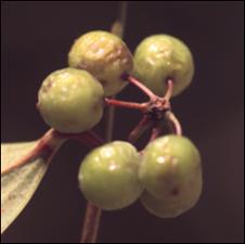 Smilax laurifolia (Native) 2   (click for a larger preview)