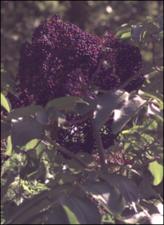 Sambucus nigra  subsp. canadensis (Native)   (click for a larger preview)
