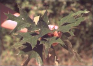 Quercus falcata (Native) 4   (click for a larger preview)