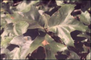 Quercus falcata (Native) 6   (click for a larger preview)