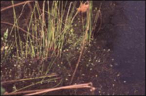 Utricularia radiata (Native) 12   (click for a larger preview)