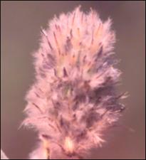 Dalea aurea (Native)   (click for a larger preview)