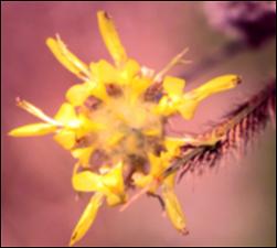 Dalea aurea (Native) 3   (click for a larger preview)