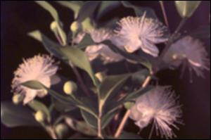 Myrtus communis (Cultivated) 2   (click for a larger preview)