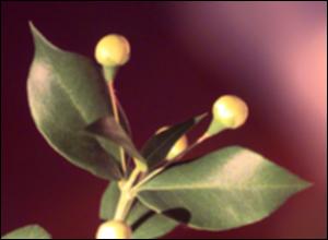 Myrtus communis (Cultivated) 3   (click for a larger preview)