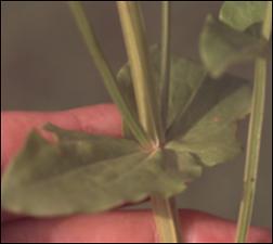Sabatia angularis (Native) 2   (click for a larger preview)