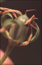 Sabatia angularis (Native) 4   (click for a larger preview)
