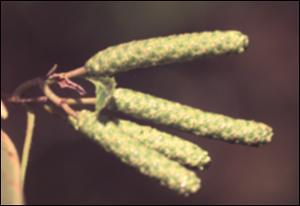 Alnus serrulata (Native)   (click for a larger preview)